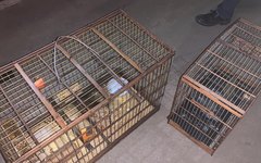 Gaiolas onde estavam as aves silvestres