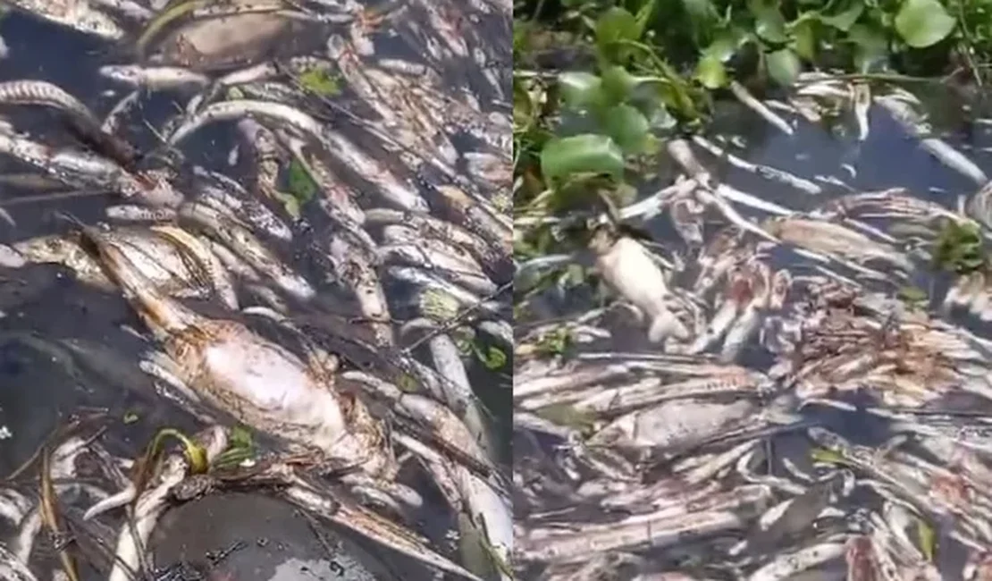 Peixes e tartarugas são encontrados mortos na Lagoa de Roteiro