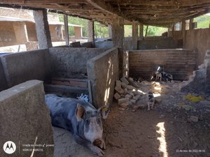 Matadouro clandestino é embargado e multado em mais de R$ 120 mil por equipe da FPI