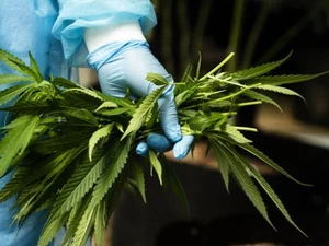 Senado acata sugestão popular que libera de uso medicinal da cannabis