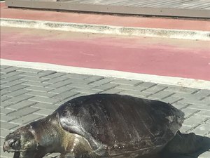 No dia do meio ambiente, tartaruga é encontrada morta em calçadão da orla de Maceió