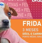 Cidade curitibana cria 'Big Dog' para incentivar adoção de cães