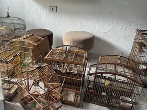 Polícia resgata 73 aves silvestres durante Operação Onda Verde em Alagoas