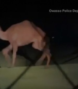 Polícia é acionada para recuperar camelo fugitivo nos Estados Unidos