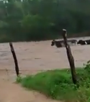 [Vídeo] Animais são carregados pela correnteza em Cacimbinhas