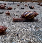 Chuvas no Agreste favorecem proliferação do caramujo; veja como se proteger