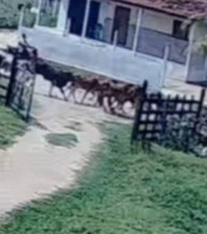 [Vídeo] Menino de 11 anos salva primo de apenas cinco de ser atropelado por manada de bois em AL
