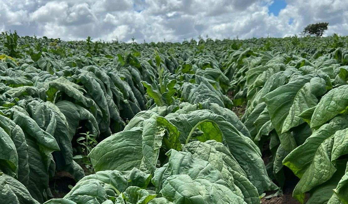 Defesa Agropecuária inicia trabalho de campo para manutenção de área livre do mofo azul do tabaco