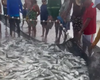 [Vídeo] Pescadores celebram fartura de peixes em praia de Alagoas