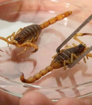 Ministério da Saúde alerta para picadas de escorpião, mais comuns no verão