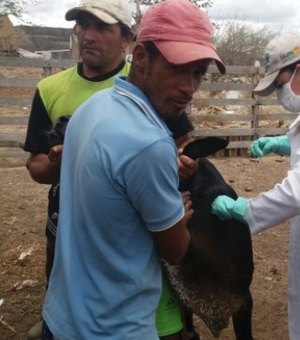 Emater inicia vacinação contra brucelose em municípios da Bacia Leiteira