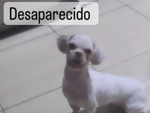 Família procura por cachorro desaparecido desde sábado em Arapiraca e oferece recompensa