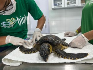 Tartaruga marinha jovem é resgatada na Praia da Barra de São Miguel