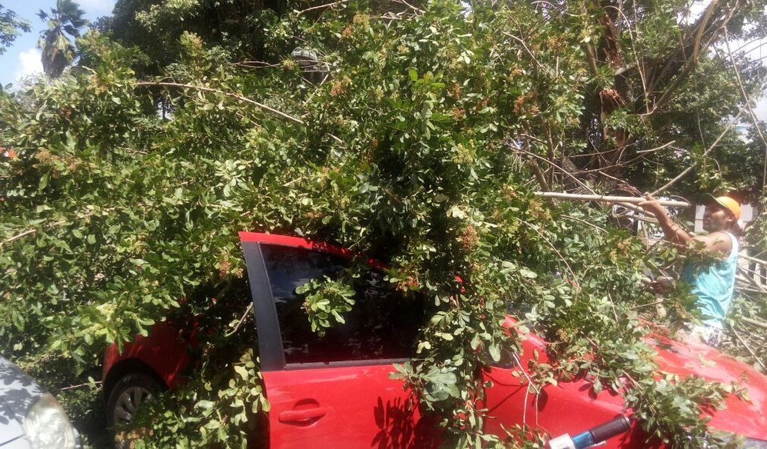 [Vídeo] Galho de árvore cai em cima de veículo em via pública de Arapiraca