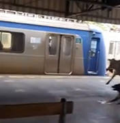 Bezerro invade estação no Rio de Janeiro e assusta passageiros