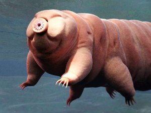O acidente espacial que espalhou milhares de animais microscópicos da Terra na Lua