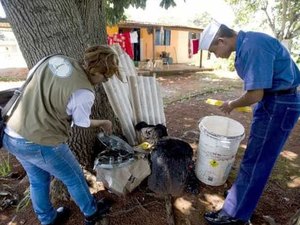 Fármaco pode eliminar vírus da chikungunya, revela pesquisa
