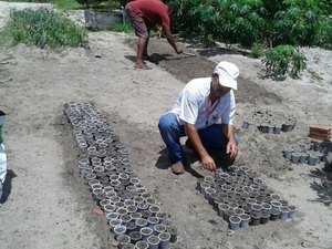 Secretaria cultiva Crotalária para combater o Aedes