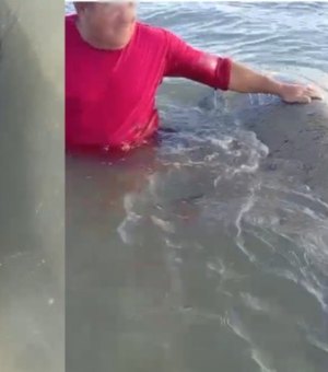 ﻿[Vídeo] Reintegrado à natureza, peixe-boi que foi agredido com facão é importunado por banhista