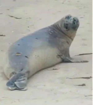 [Vídeo] Necrópsia aponta que “Leôncio” foi morto com extrema violência em AL