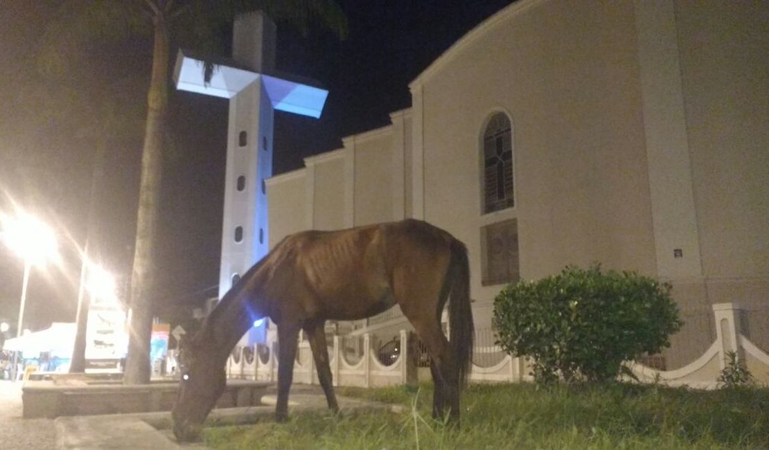 [Vídeo] Cavalo pasta em local considerado cartão postal da cidade de Arapiraca