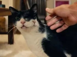 Gata de O Agente Secreto ganha prêmio em festival de cinema dos EUA