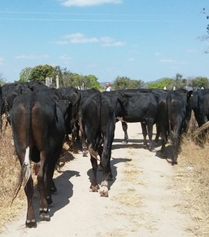 Quatro pessoas são presas após furto de gado no Sertão