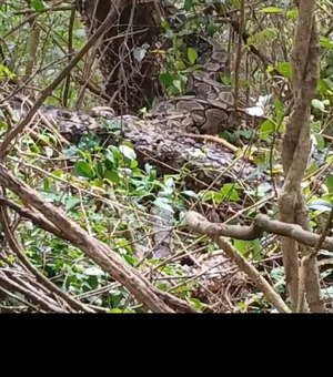 [Vídeo] Cobra gigante é encontrada presa em árvore na cidade de Estrela de Alagoas