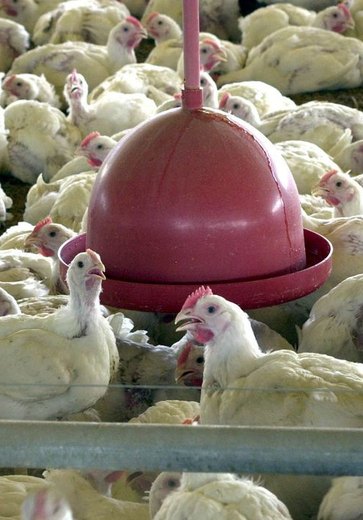 Brasil deve se declarar livre da gripe aviária nesta quarta