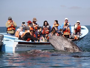 Baleias visitam barco de turistas durante passeio 