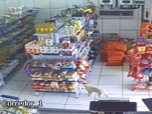 Cadela é flagrada 'furtando' pão em mercearia, no interior do Paraná