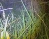 Homem é encontrado morto em canavial do bairro Benedito Bentes, em Maceió