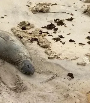 PF pede ajuda para identificar responsáveis pela morte de elefante-marinho em Alagoas
