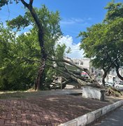 Árvore cai durante chuva e interdita avenida em Maceió