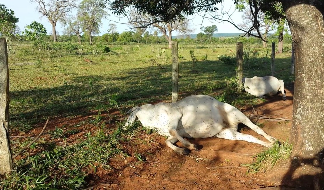 Vigilância Sanitária alerta que carne de bois mortos por raio não deve ser consumida