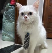 Família pede ajuda para encontrar gato que desapareceu no bairro Verdes Campos, em Arapiraca