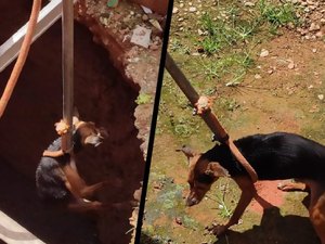 Cachorro é resgatado após cair em fossa de três metros de profundidade em Atalaia