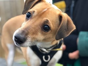 Abrigo busca 'humano guia' para ajudar cachorro cego 