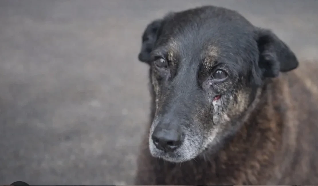 Morte do cão Orelha: caso pode ser arquivado? Entenda revolta da web