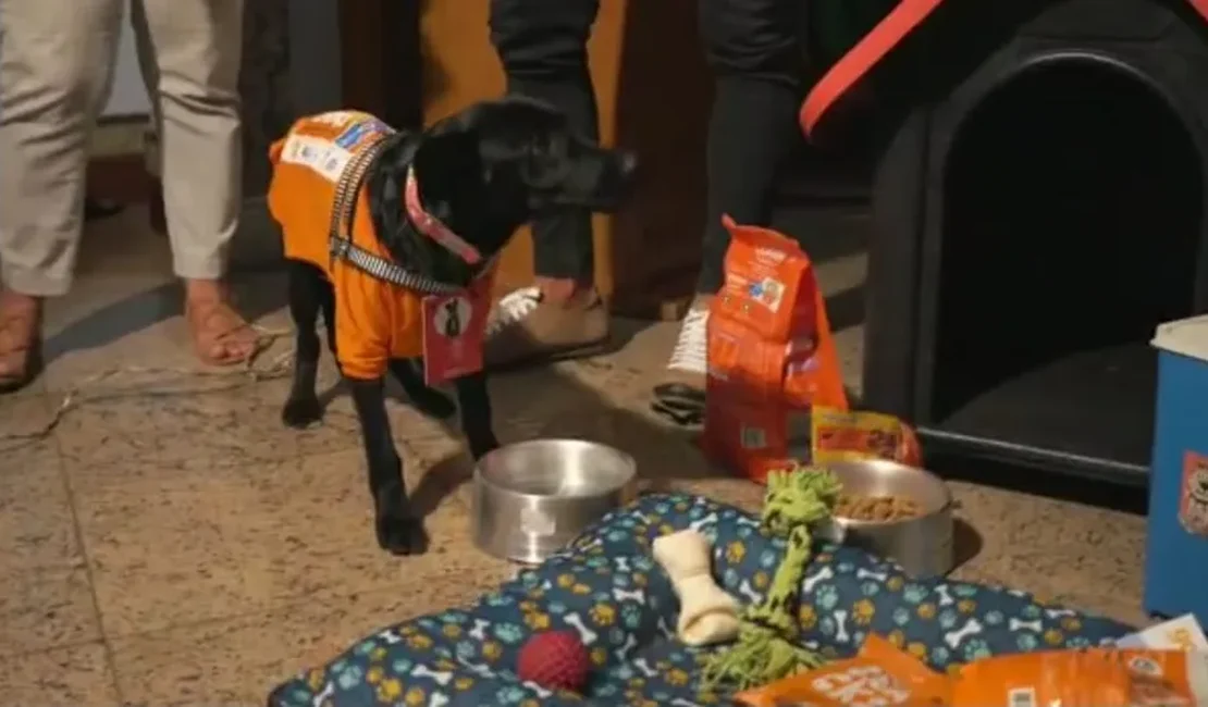 Cão jogado de ponte é resgatado e vira 'servidor público' vitalício da prefeitura de Barra do Piraí