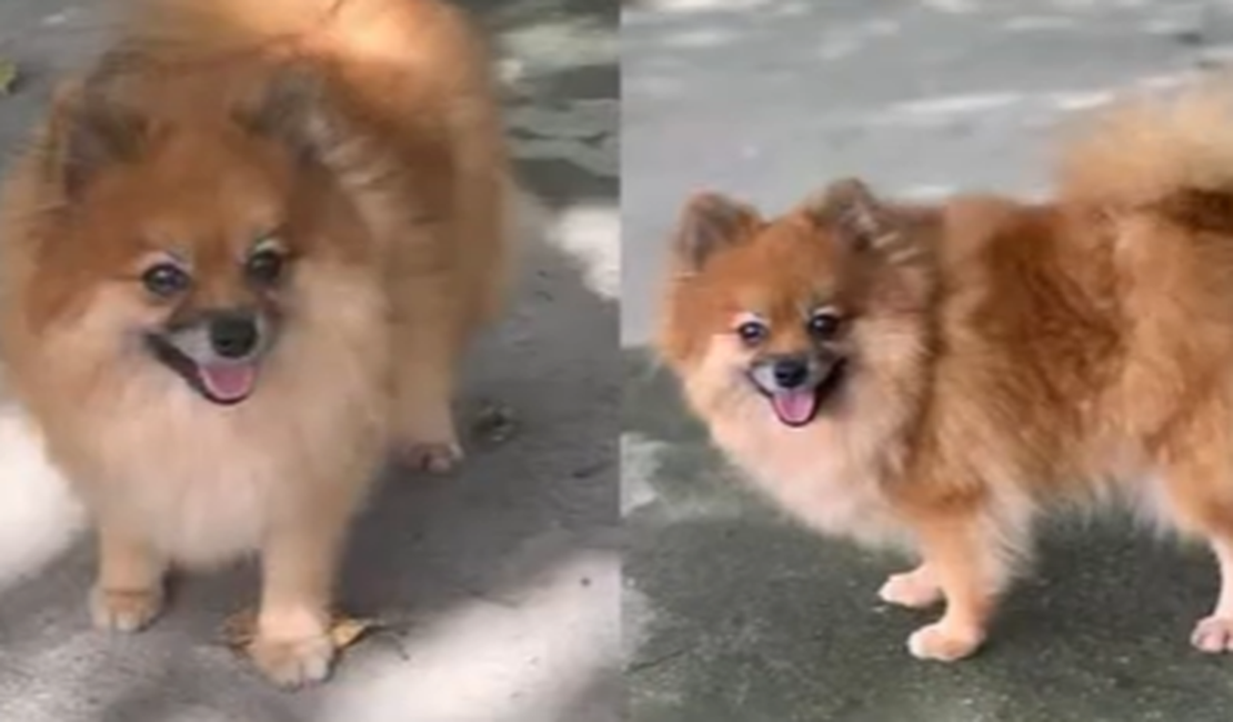 Polícia pede ajuda da população para recuperar filhotes de cachorro roubados
