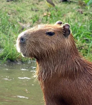 Por que uma capivara foi avistada em bairro movimentado de Maceió e acabou morrendo