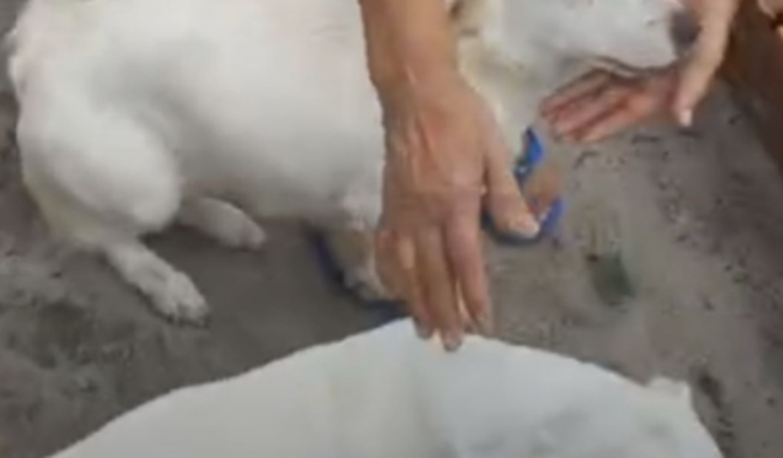 Polícia Civil esclarece caso de supostos maus-tratos a cachorros transportados em caminhonete