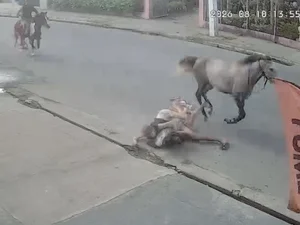 [Vídeo] Casal cai de cavalo durante trajeto em alta velocidade em Arapiraca