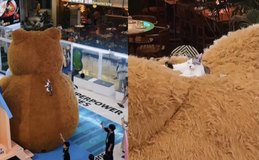 [Vídeo] Gatinho escala urso gigante em shopping na China e tira soneca no topo