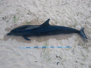 Golfinho é encontrado morto na praia de Sonho Verde, no Litoral Norte