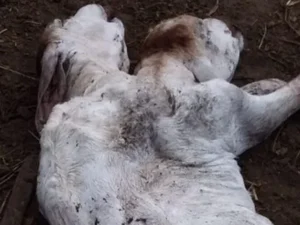 Bezerra 'mutante' de duas cabeças nasce no Pará; veja!