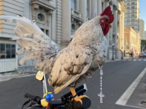 Galo garnisé participa de procissão de Corpus Christi com terço no pescoço em cima de bicicleta