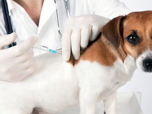 Mês do Cachorro Louco: CRMV alerta para prevenção contra a Raiva