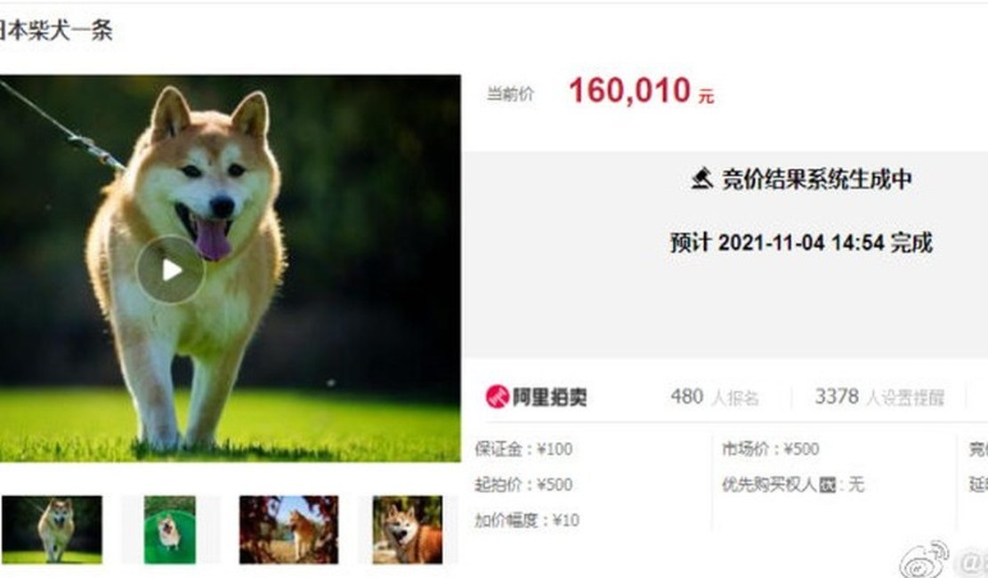 Cachorro abandonado por dono é leiloado por R$ 140 mil na China